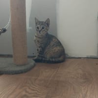 api, chatte à adopter