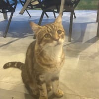 Trigo, chat à adopter