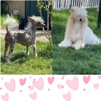 Sorelline inseparabili, cane femmina da adottare