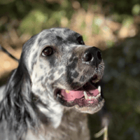 Mozart, dog to adopt