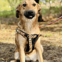 Sweetie Pie, female dog to adopt