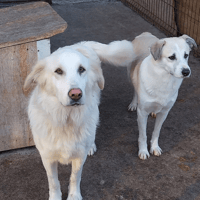 Ghost, dog to adopt