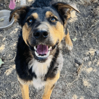 Chaos 💙, dog to adopt