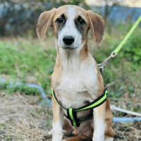 Alby, dog to adopt