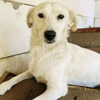 Sita 💗, female dog to adopt