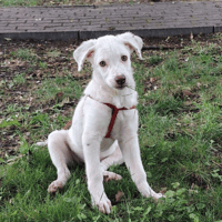 Leya 💕, female dog to adopt