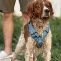 Luthus, dog to adopt