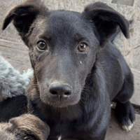 Kreed, dog to adopt
