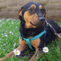 Luna, female dog to adopt