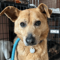 Mona, female dog to adopt