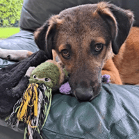 Levi, dog to adopt