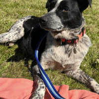 Nella, female dog to adopt