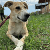 Cristina, female dog to adopt