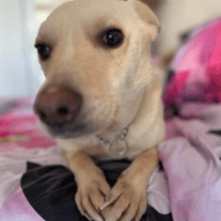 Buddy, dog to adopt