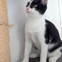 CHOUPETTE, chatte à adopter
