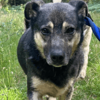 Joey, dog to adopt