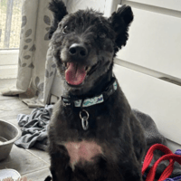 Wotsit, dog to adopt