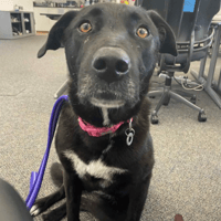 Marmite, female dog to adopt