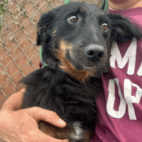 Paige, female dog to adopt