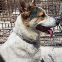 BALU', cerca casa, cane da adottare