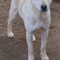 KERO giovanotto (settembre '23), cane da adottare