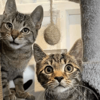 Charlie and Teddy, cat to adopt