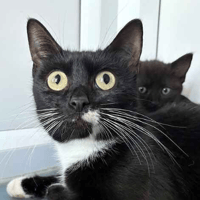 Buttons, female cat to adopt