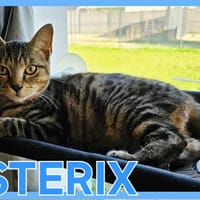 ASTERIX, chat à adopter
