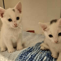 Spot & Patch, female cat to adopt