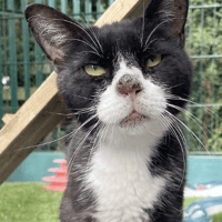 Costello, cat to adopt