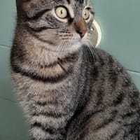 Lucius, chat à adopter