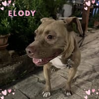 ELODY, cane femmina da adottare