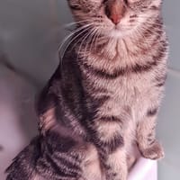 Freya, chatte à adopter