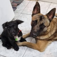 PEPSI, chienne à adopter