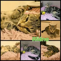 ALIENO  A RESERVER, chat à adopter