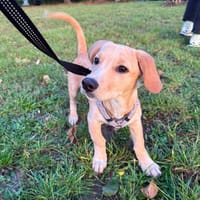 NUTS, chien à adopter