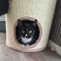 Jules, katers ter adoptie