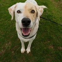 Piratis, chien à adopter