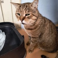 PIRATE, chat à adopter