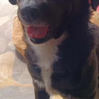 CHARLI, chien à adopter