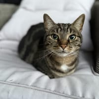 GRAZY, chat à adopter