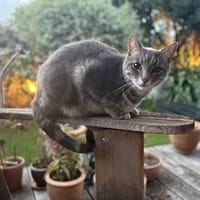 Zeny, chat à adopter