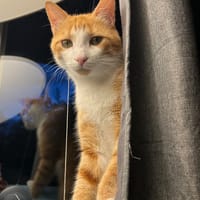 BAKI, chat à adopter