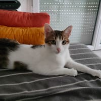 MINA, chatte à adopter