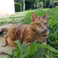 NINA, chatte à adopter