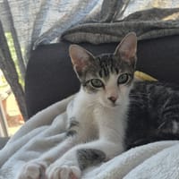 PITO, chat à adopter