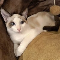 WITTY, chat à adopter