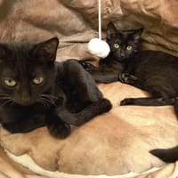 Melissa, chatte à adopter