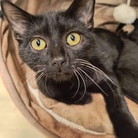Marvin, chat à adopter