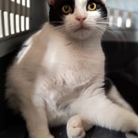Onyx, chat à adopter